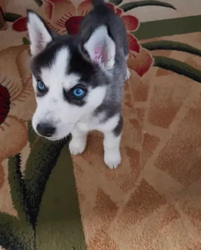 Husky siberiano Um pet esperando para ser escolhido por alguém especial
