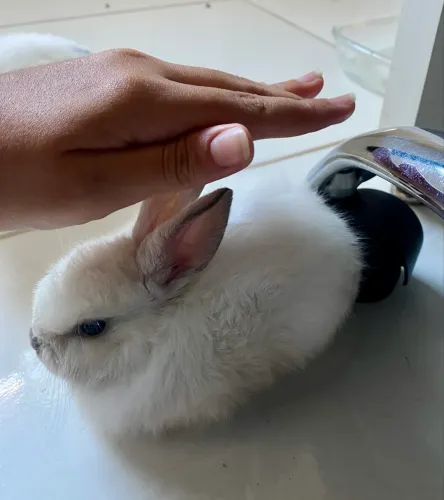 Coelho misturado Netherland Dwarf