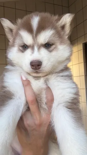 Filhotes husky siberiano
