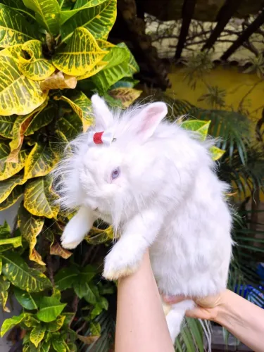 Mini lion fêmea adulta