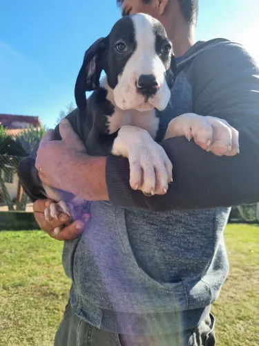 Dogue Alemão Mantado- Macho Porte Gigante
