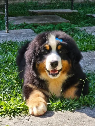 Bernese Mountain Dog | Entrega Prevista para o dia 30/09