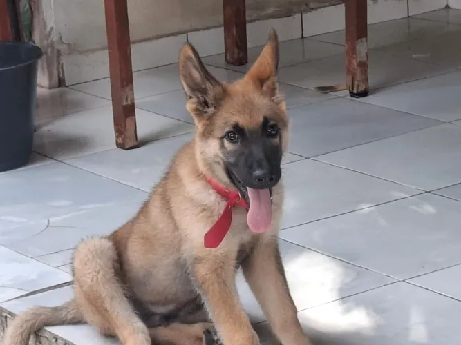 Cachorro pastor alemão puro