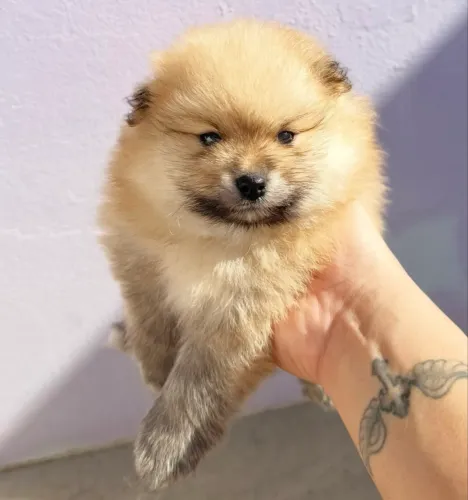 Spitz Alemão Machinhos