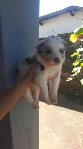 Filhote de border Collie