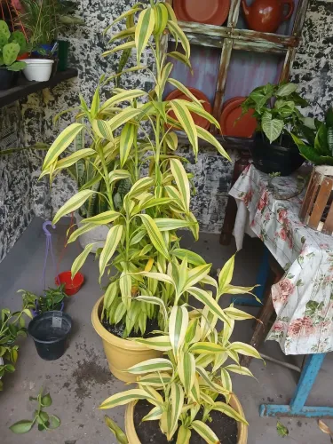 Lindas plantas ornamentais