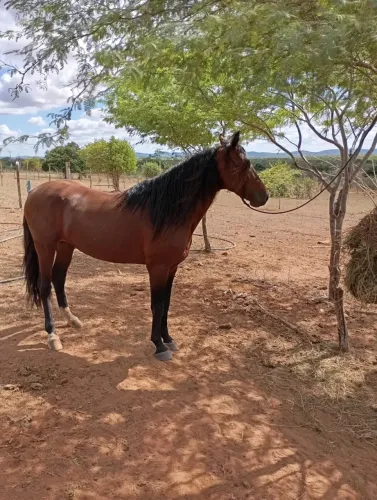Cavalo inteiro (sem registro)