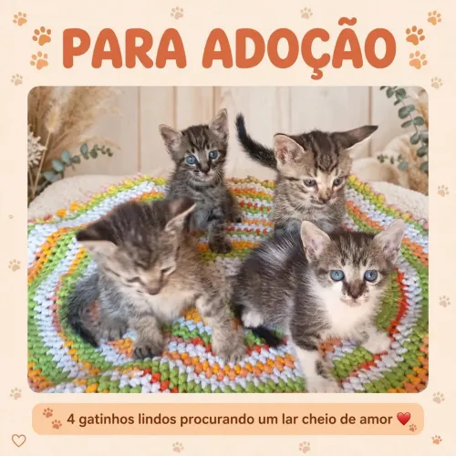 Filhotes para Adoção Responsável
