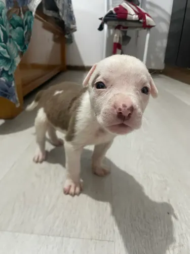 Filhote macho de pitbull 1 mês e 10 dias