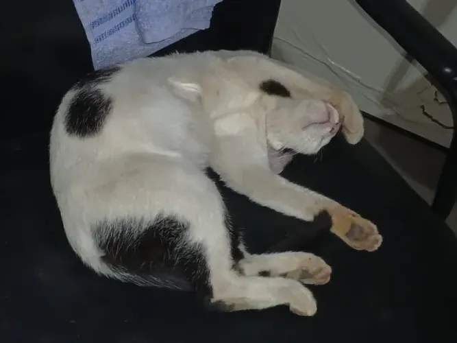 Gatinha Manhosa