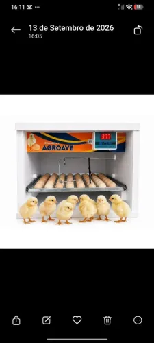 Chocadeira agroave