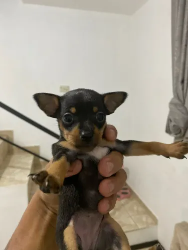 Filhotes de pinscher macho