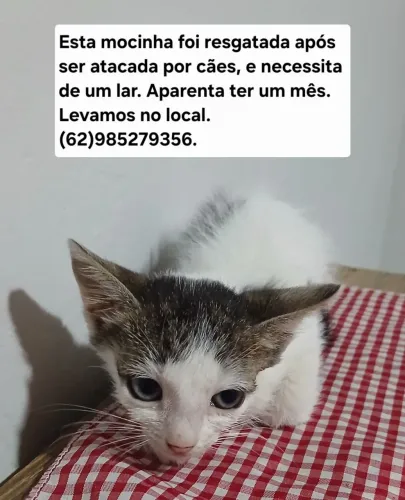 Gata para Doação