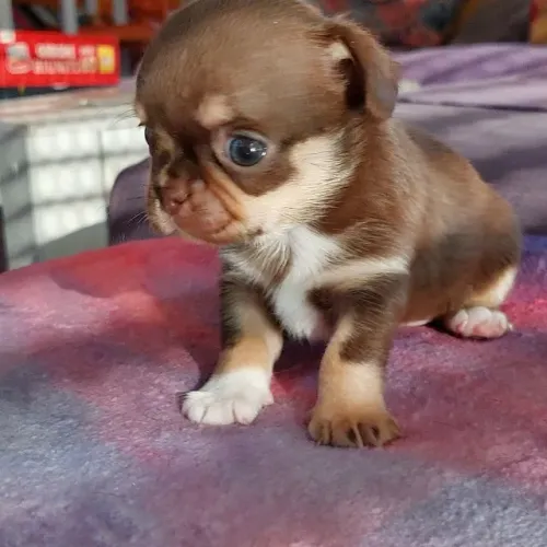 Chihuahua mini fofo 