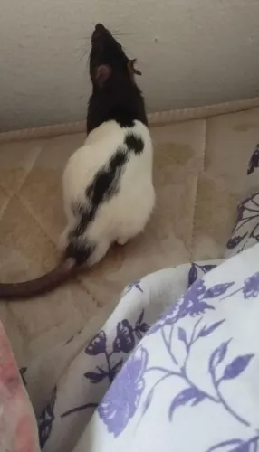 Rato Twister 