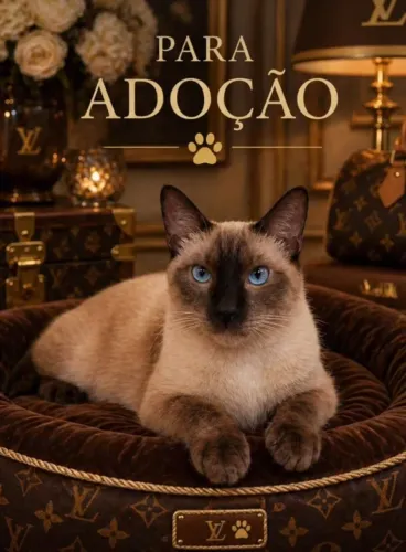 Gato siamês para Adoção Responsável