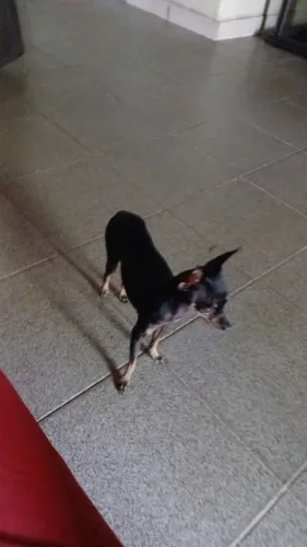 Estou a procura de um paquera do meu tamanho