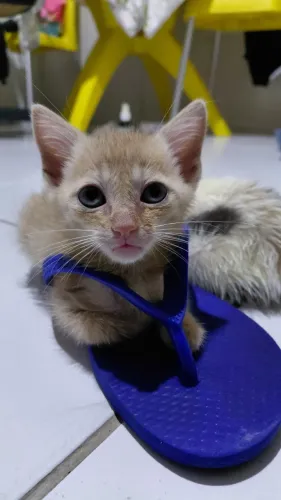 ADOÇÃO RESPONSÁVEL, gatinho macho, aproximadamente 2 meses de idade