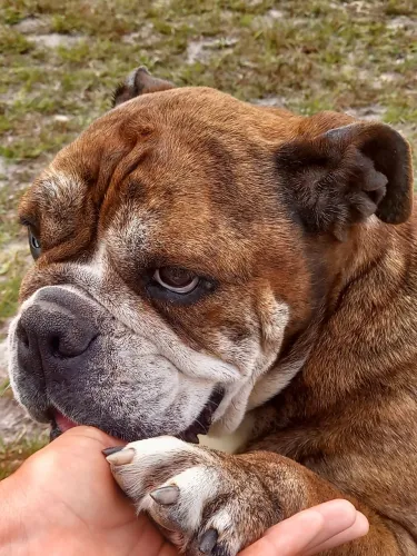 Doação responsável bulldog inglês
