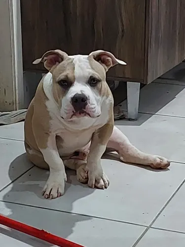 Américan Bully 