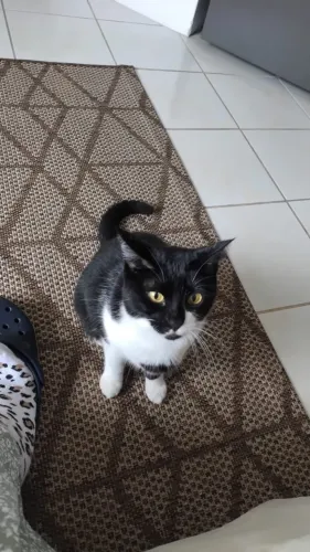 Doa-se gata castrada