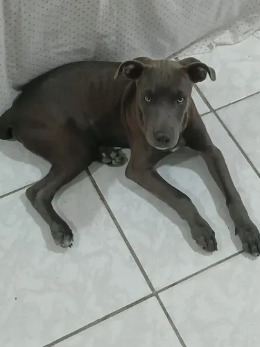 Vende-se filhote de ptbull