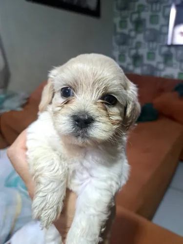 Lhasa apso
