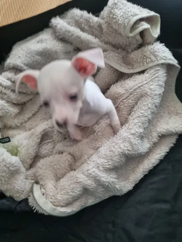 Pinchers O fêmea 2meses