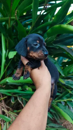 Último filhote de dachshund disponível macho