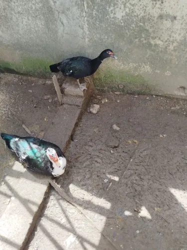 Casal de Patos
