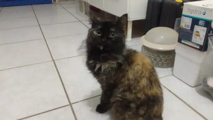 Doação gata mestiça de persa com 3 anos