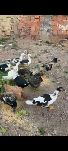 Patos , Galinhas e Galo 