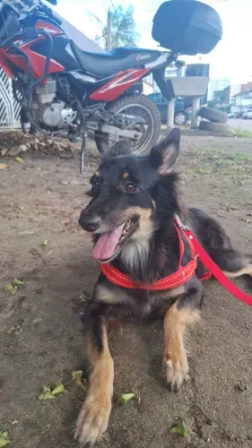 Cachorra dócil adoção 