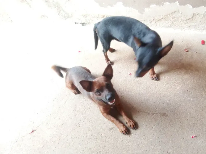 Cachorros pra doação