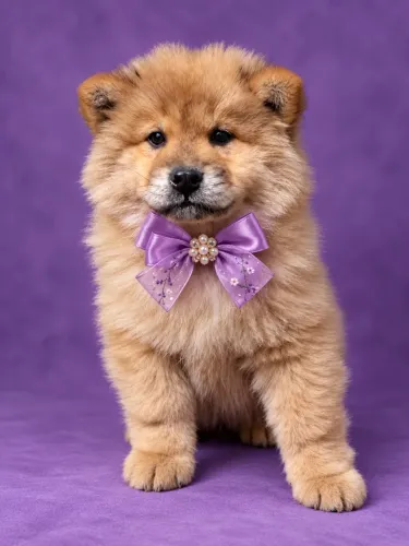 Chow Chow fêmea FOFURA ENCANTADORA