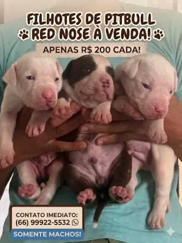 Filhotes de pitbull  ótimo para sítio ,chácara com Pedigree 