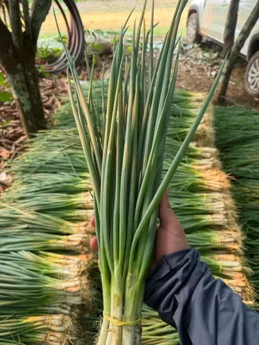 cebolinha totem. *55