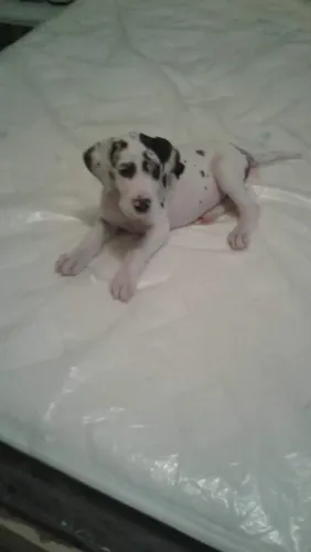 Dogue Alemão Cães Filhotes a Venda
