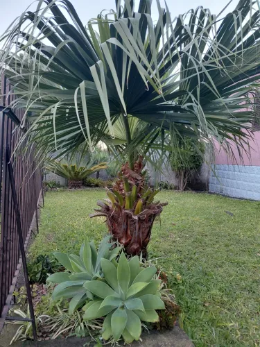 Palmeira leque