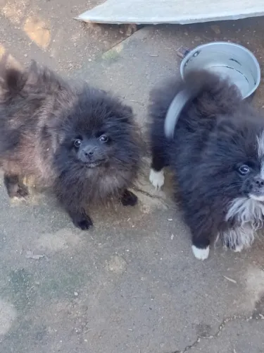 Lulu da Pomerania 
