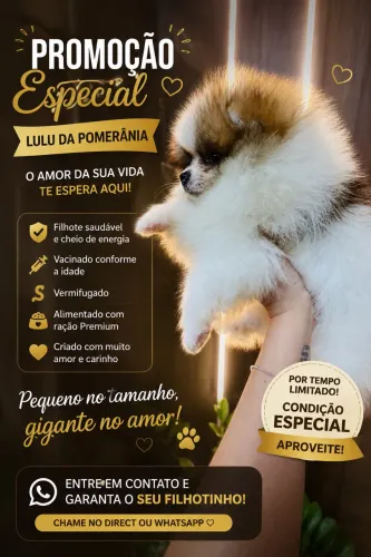 Lulu da Pomerania