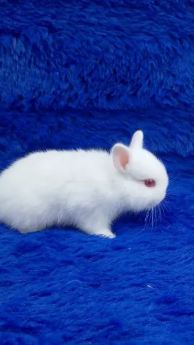 Coelho Anão (albino)