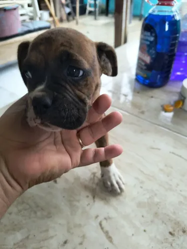 FILHOTE DE BOXER FÊMEA TOP