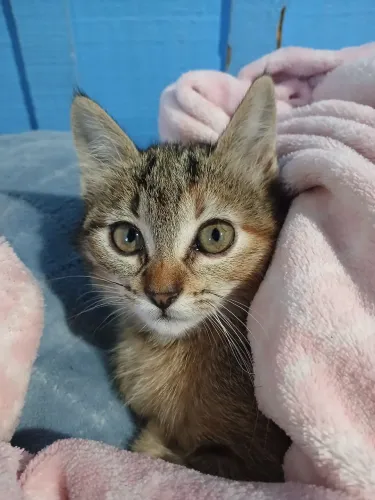 Gatinhas Pra Doação 