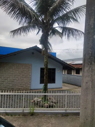 Palmeira côco da bahia
