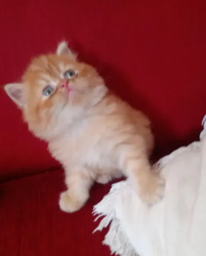 Vende-se gato persa
