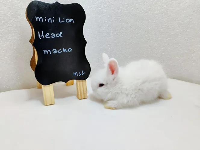 Mini Coelhos Filhotes com 31 dias de vida