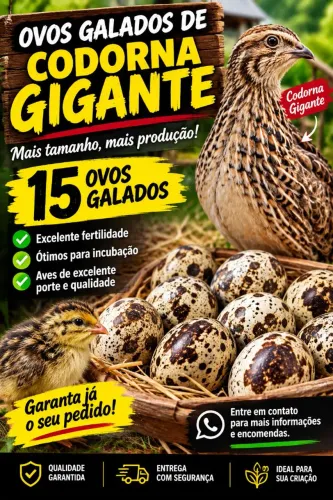 Ovos galados