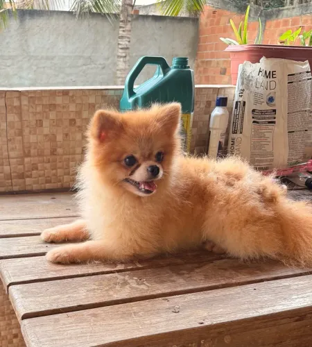 Spitz alemão macho