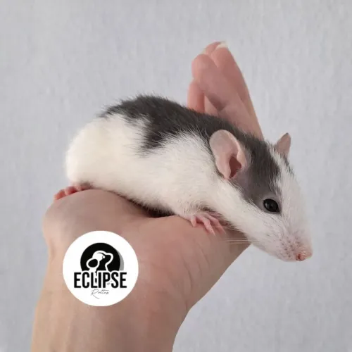 Filhotes de Rato Twister - Saudáveis e Sociáveis